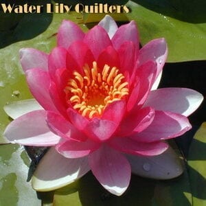 25-Water Lily (2020)