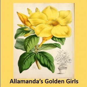 01-Allamanda (2026)