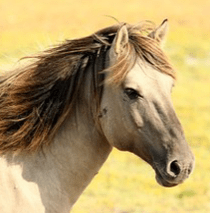 05-Chatham Quilters (2026)